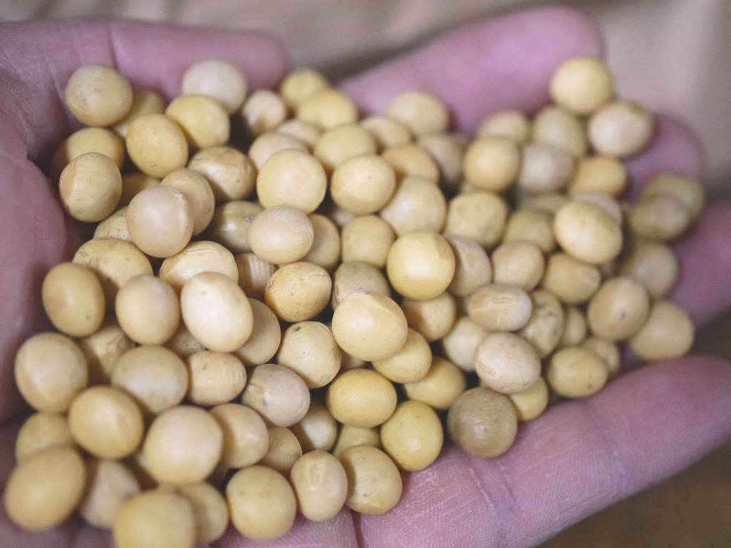 味噌用大豆 里のほほえみ(30kg)