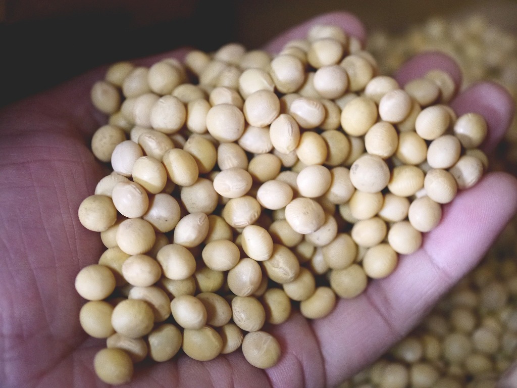 味噌用大豆 秋粒(1kg)