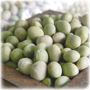山形県産「秘伝豆」