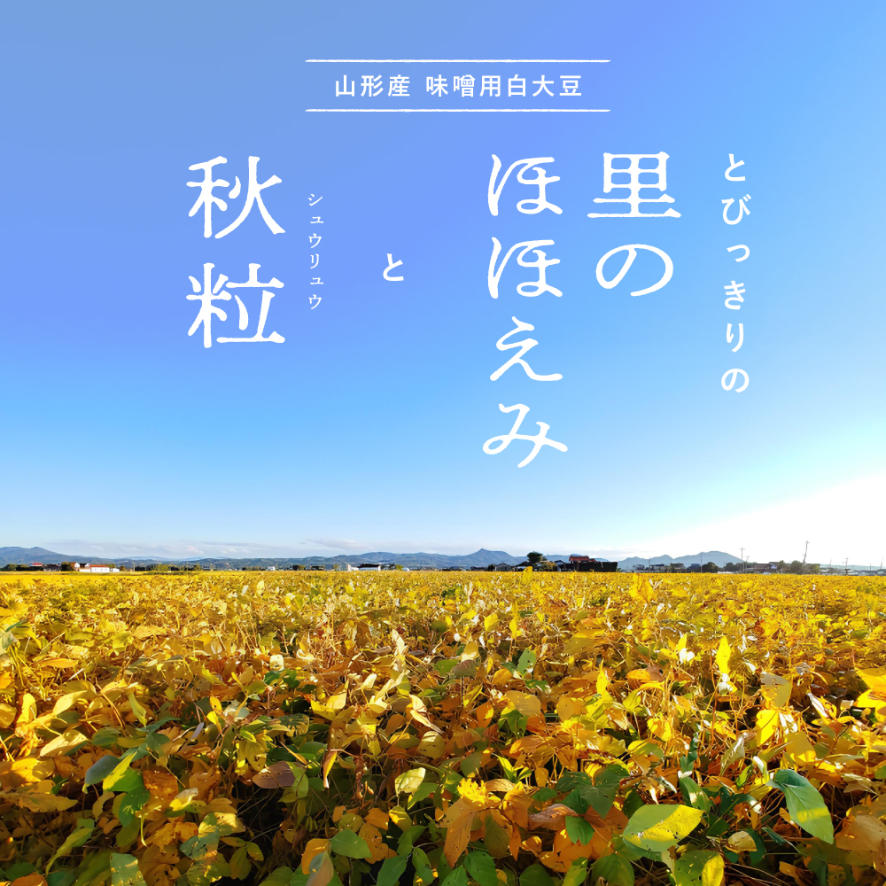 山形産 味噌用白大豆 里のほほえみ 秋粒