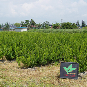 米沢の契約農家にて栽培された品質の高いうこぎ