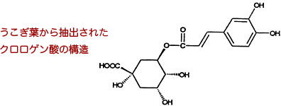 うこぎ葉から抽出されたクロロゲン酸の構造