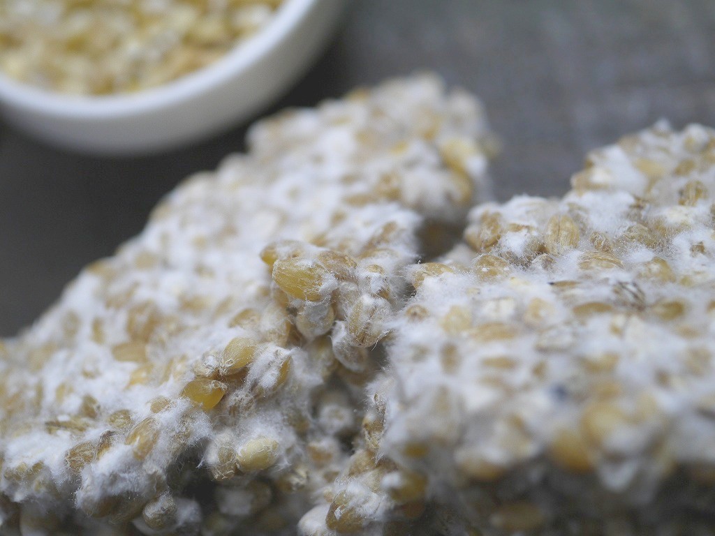 玄麦麹 生麹(5kg)