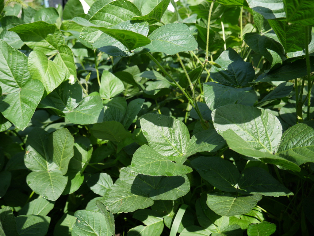 無農薬 有機肥料 すずかおり 極小大豆（30kg）