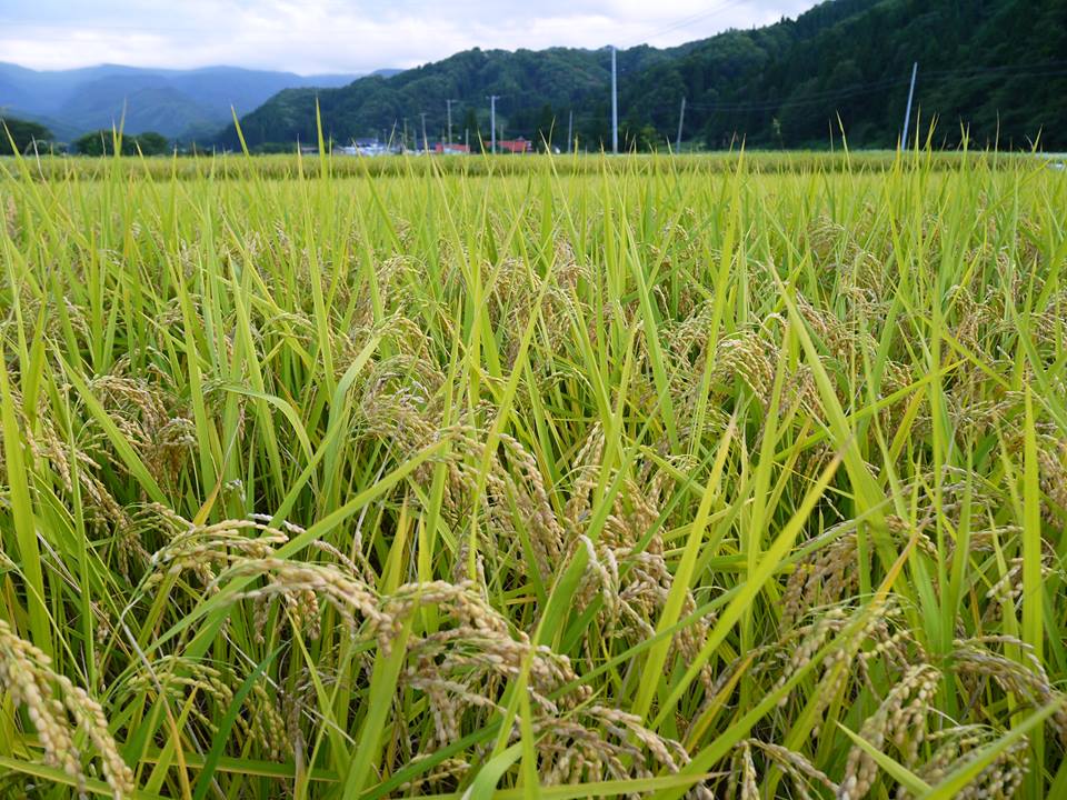 熟成本造り三五八（10kg）