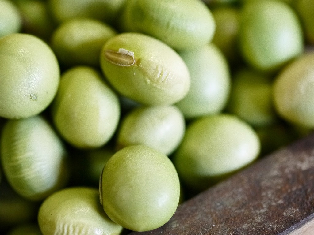 秘伝豆 大粒(10kg)