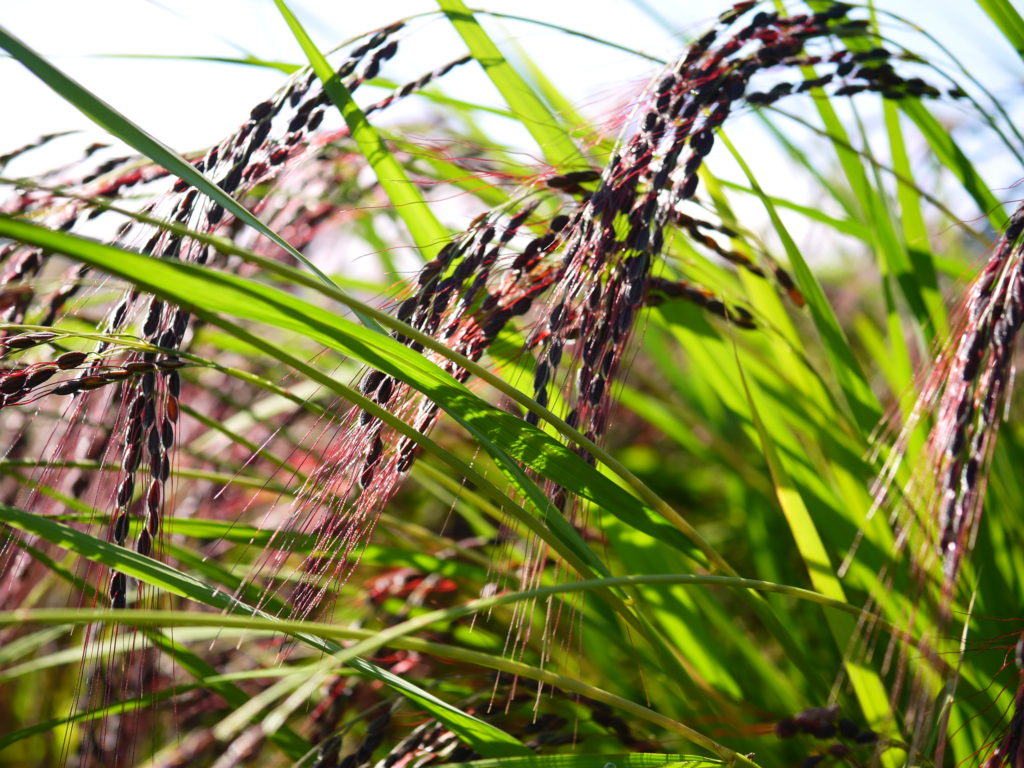 赤米麹 生麹 紅ロマン(5kg)