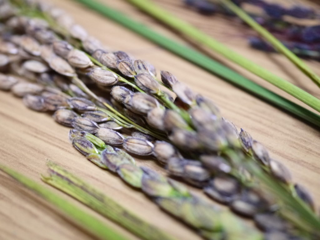 古代米 無農薬 有機肥料 黒米うるち米 奥の紫（5kg）
