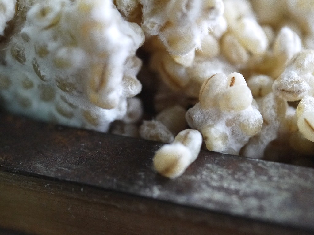 大麦麹粉末 蓋製麹（1kg）