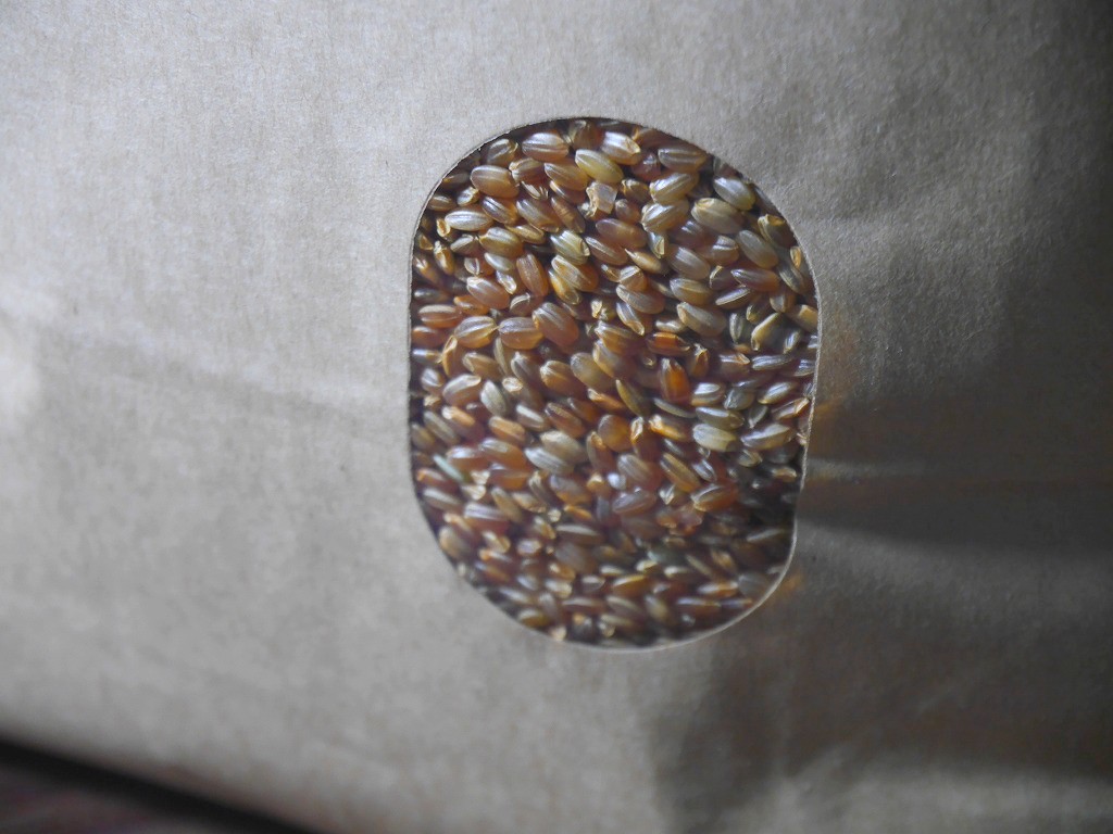 古代米 無農薬 有機肥料 赤うるち米 紅ロマン(5kg)
