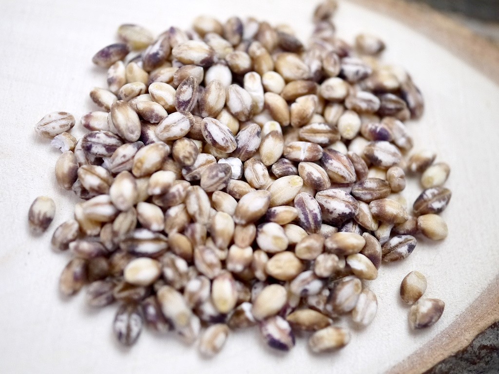 もち麦 ダイシモチ 紫(800g)