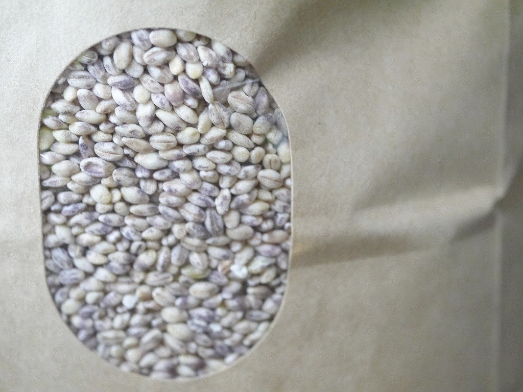 もち麦 小粒 ダイシモチ(5kg)