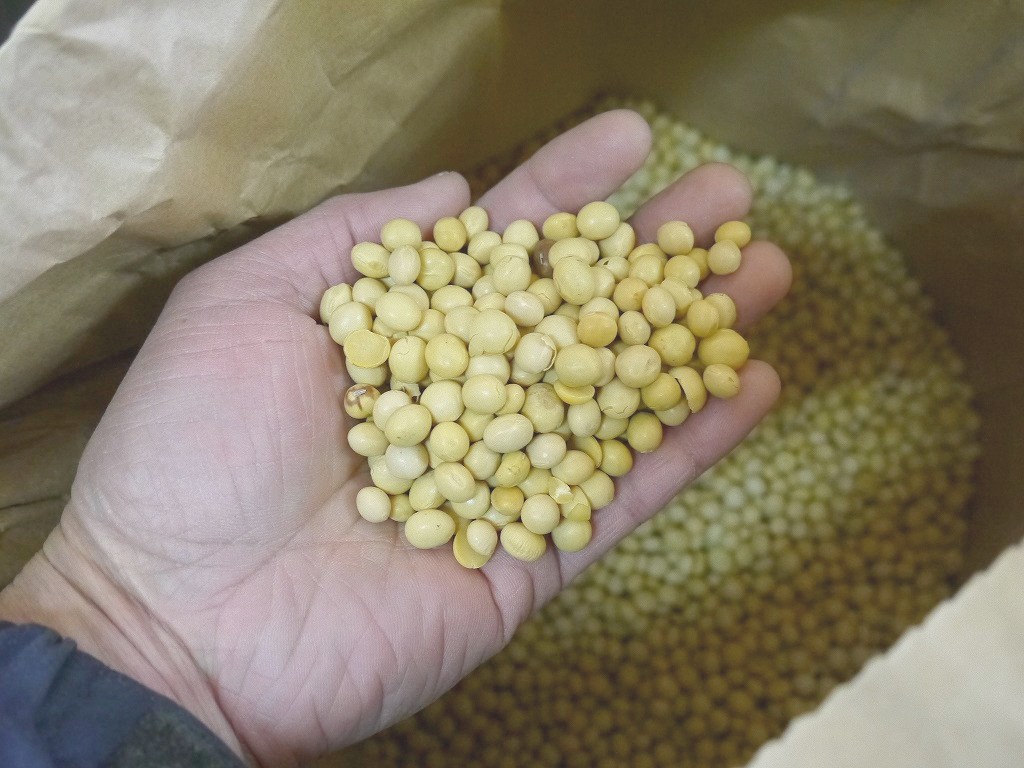 【訳あり】味噌用大豆 里のほほえみ 25kg詰