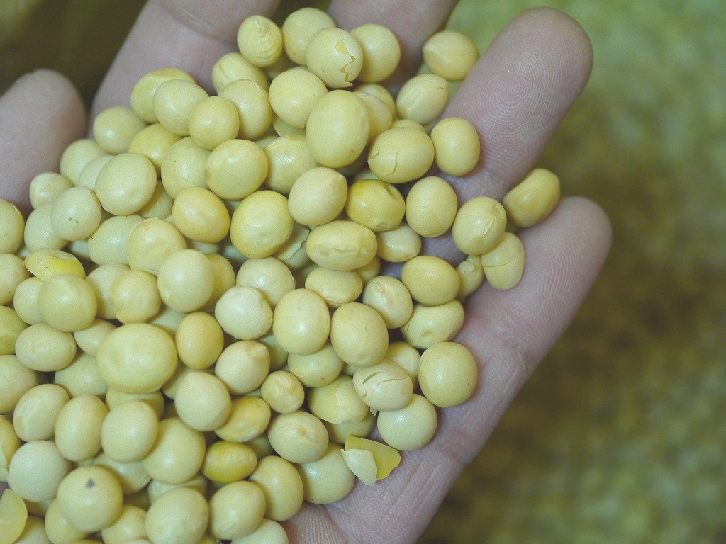 【訳あり】味噌用大豆 里のほほえみ 25kg詰