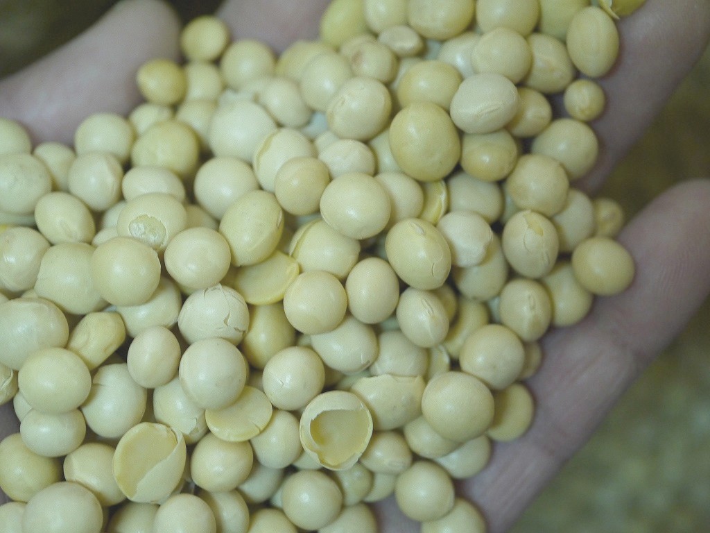 【訳あり】味噌用大豆 里のほほえみ 25kg詰