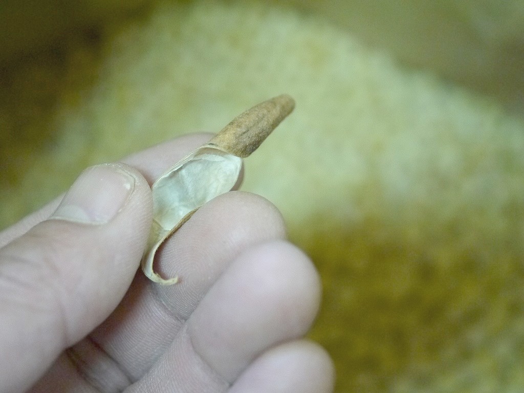 【訳あり】令和4年産 味噌用大豆 里のほほえみ 25kg詰