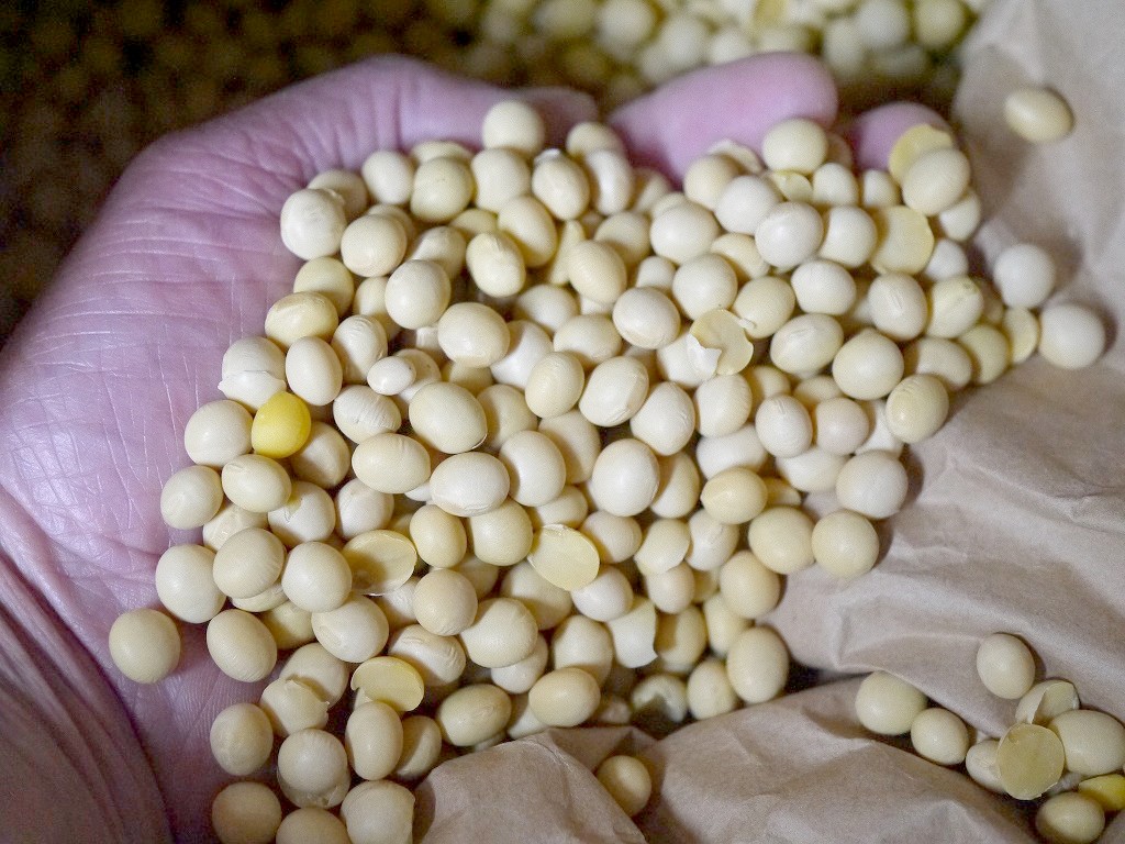 【訳あり】令和4年産 味噌用大豆 里のほほえみ 25kg詰