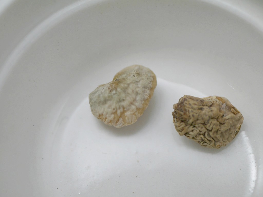 【訳あり】令和4年産 味噌用大豆 里のほほえみ 25kg詰
