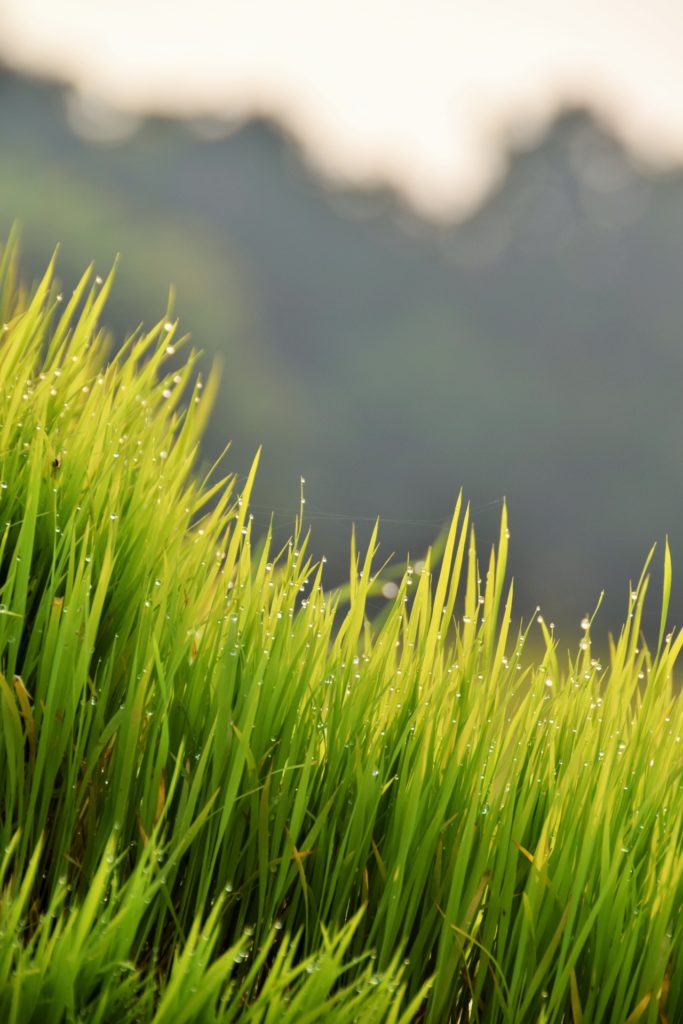 無農薬 有機肥料 令和元年産 コシヒカリ3升 白米(4.5kg)