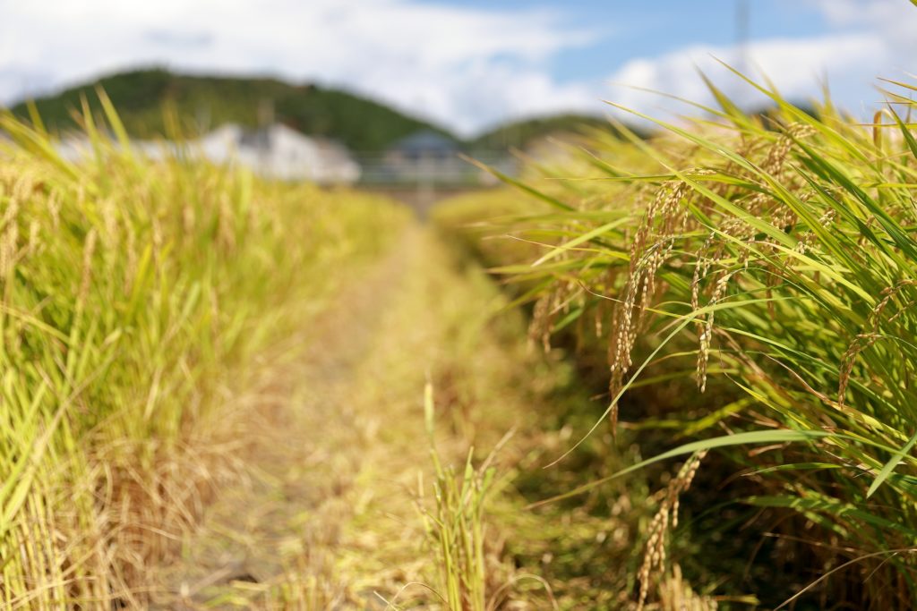 無農薬 有機肥料 令和4年産 コシヒカリ 玄米（30kg）
