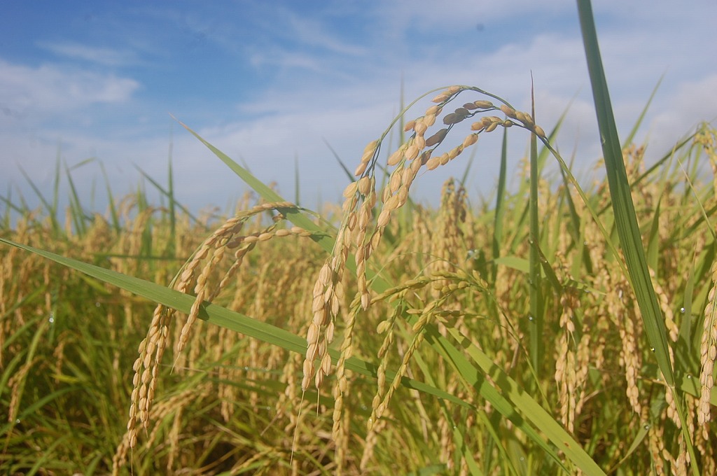 無農薬 有機肥料 令和元年産 コシヒカリ3升 白米(4.5kg)