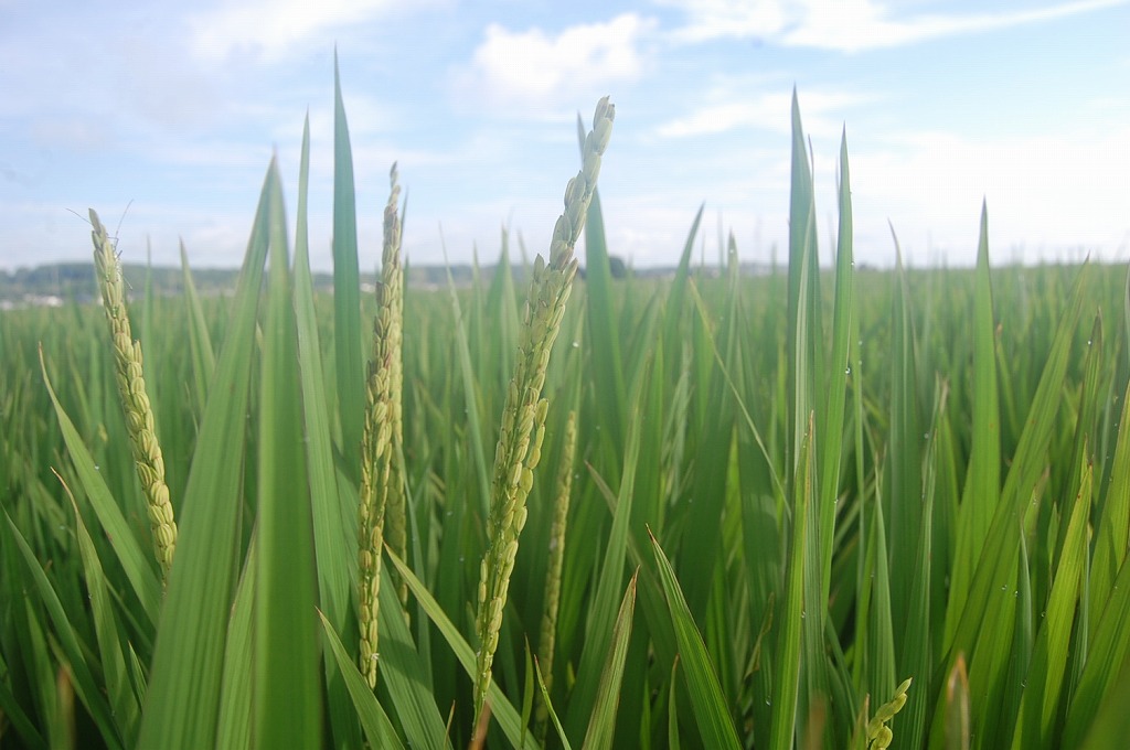 無農薬 有機肥料 令和5年産 コシヒカリ3升 白米（4.5kg）