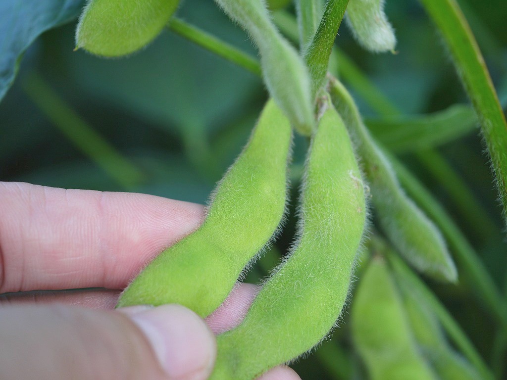 秘伝豆 大粒（1kg）青大豆