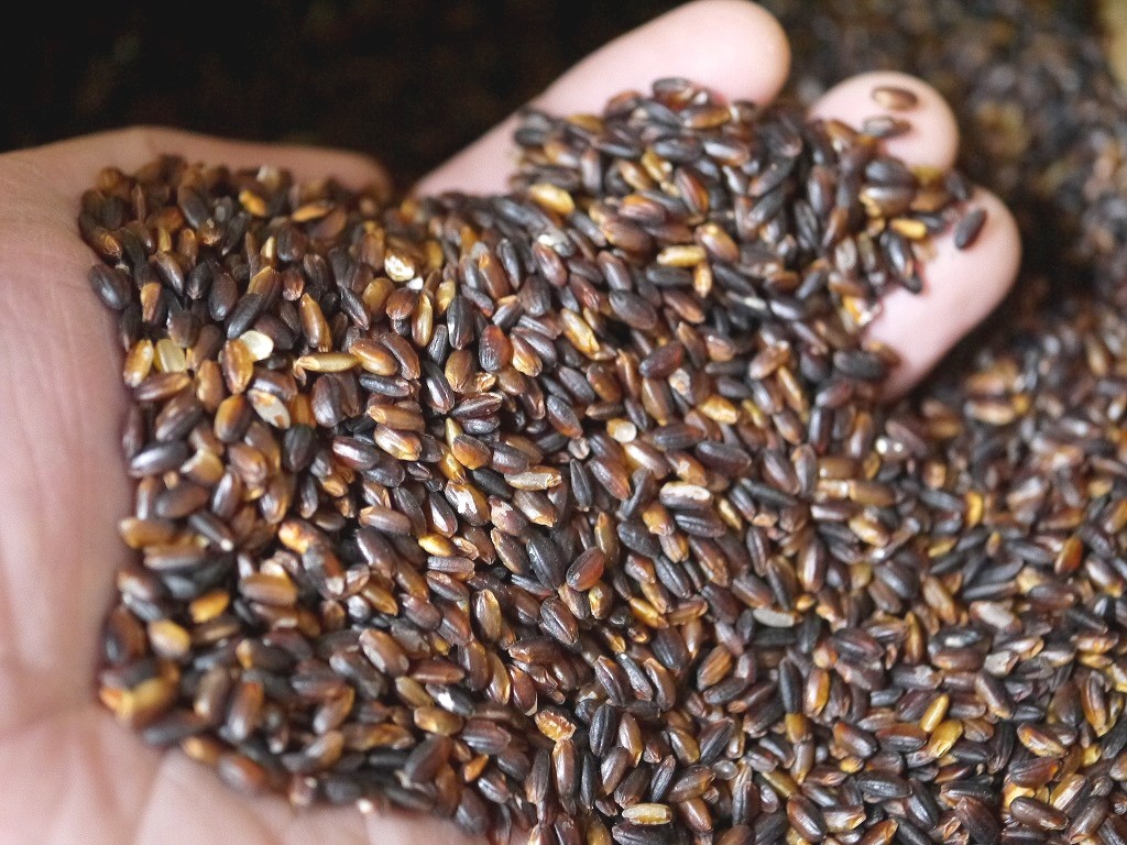 古代米 無農薬 有機肥料 黒米うるち米 奥の紫(1kg)