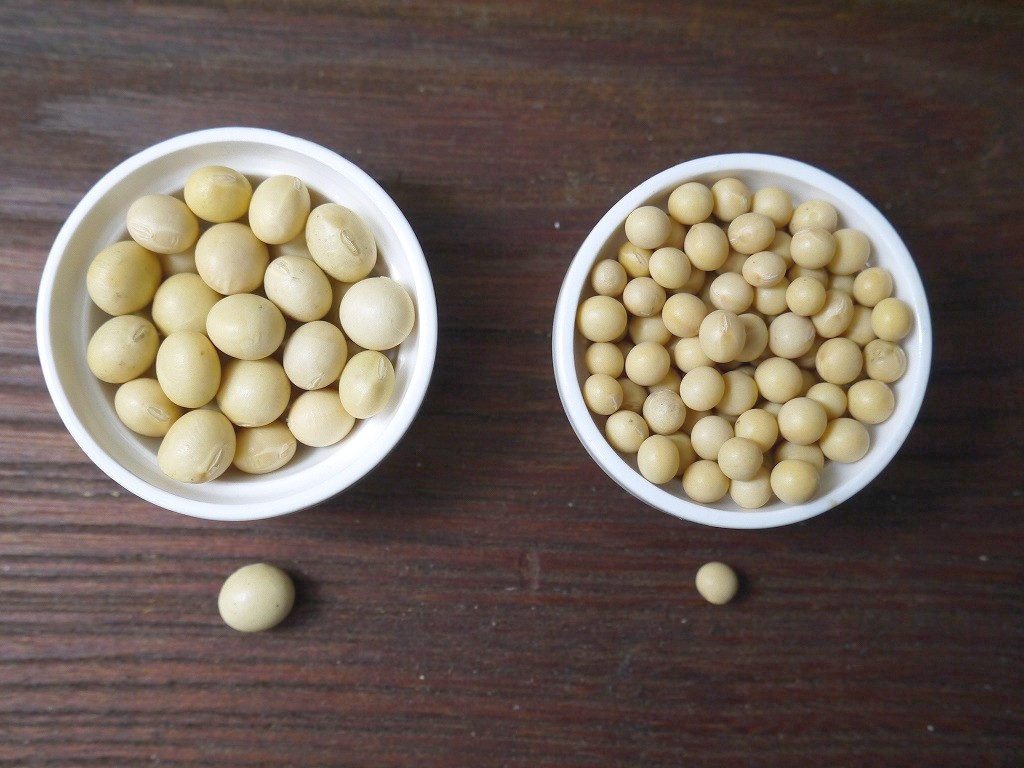 無農薬 有機肥料 すずかおり 極小大豆（800g）送料無料
