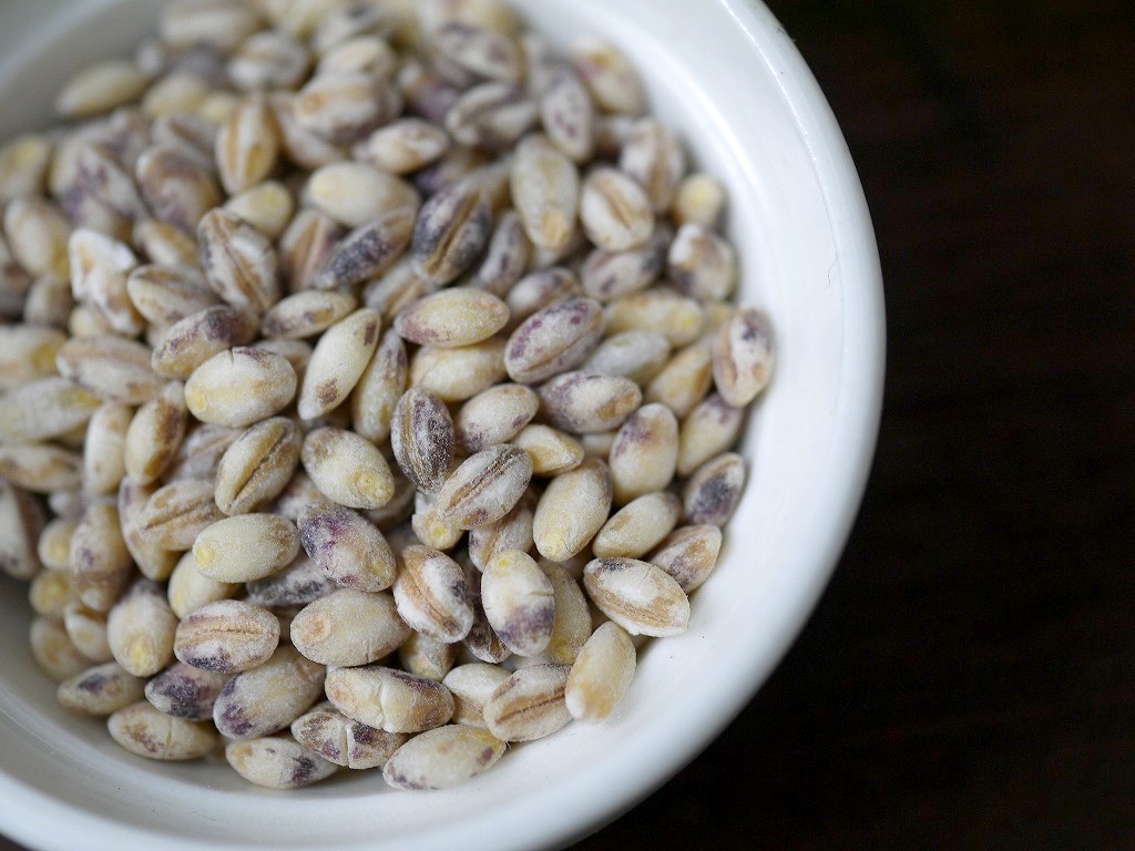 もち麦 小粒 ダイシモチ(5kg)