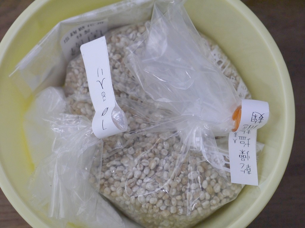 大麦塩麹 手作りキット 大麦麹（1Lポリ容器）