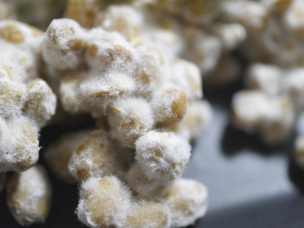 無農薬 乾燥豆麹 乾燥麹(1.8kg)