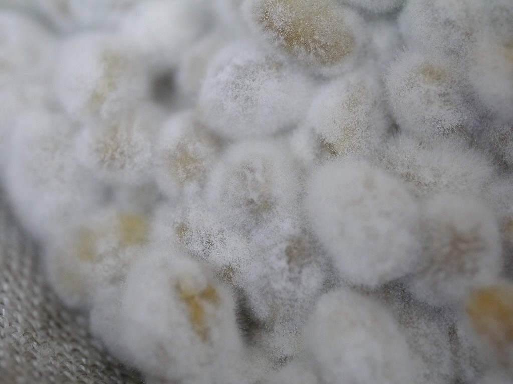 豆麹粉末(1kg)