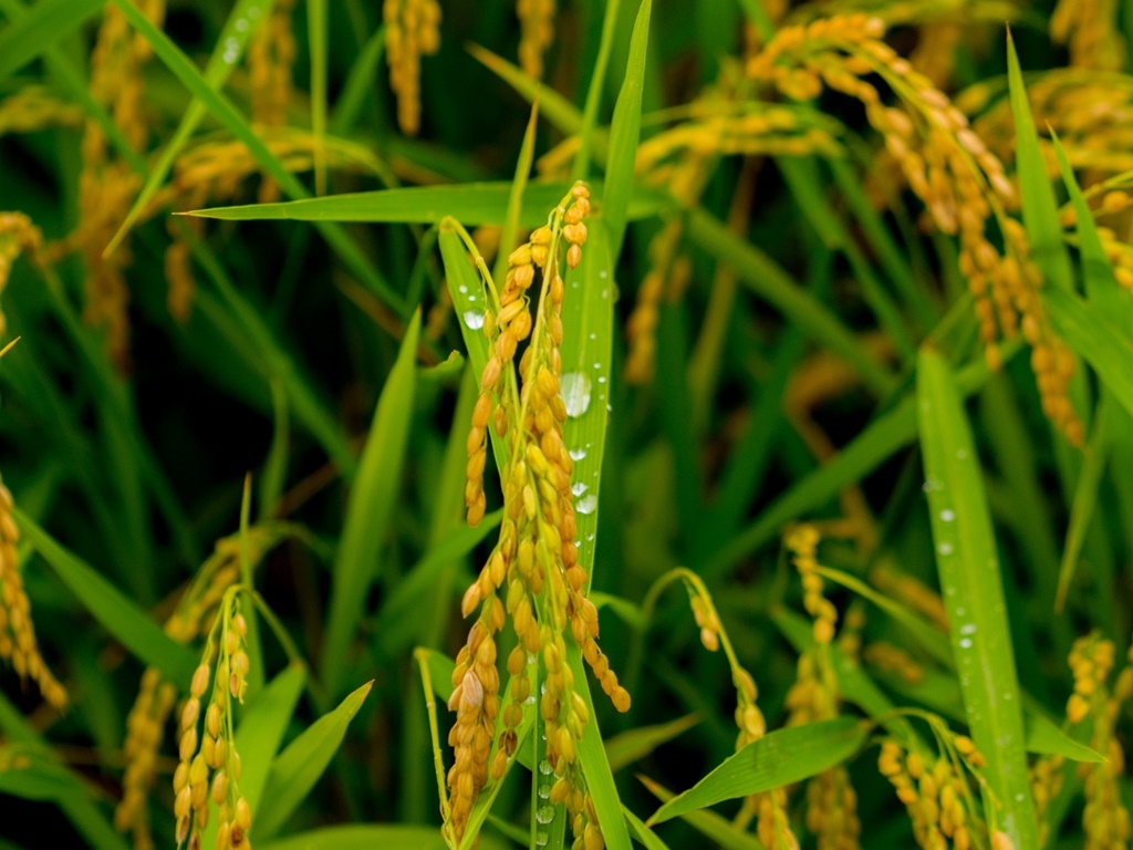 無農薬 有機肥料 令和5年産 コシヒカリ1升 玄米（1.5kg）