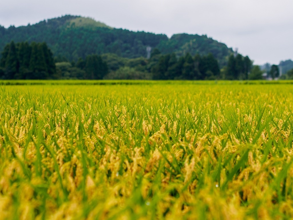 無農薬 有機肥料 令和5年産 コシヒカリ3升 白米（4.5kg）