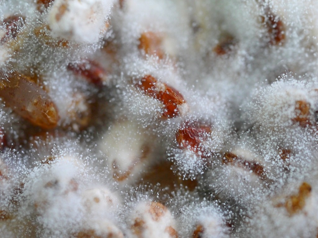 無農薬 有機肥料 赤米麹 生麹(5kg)
