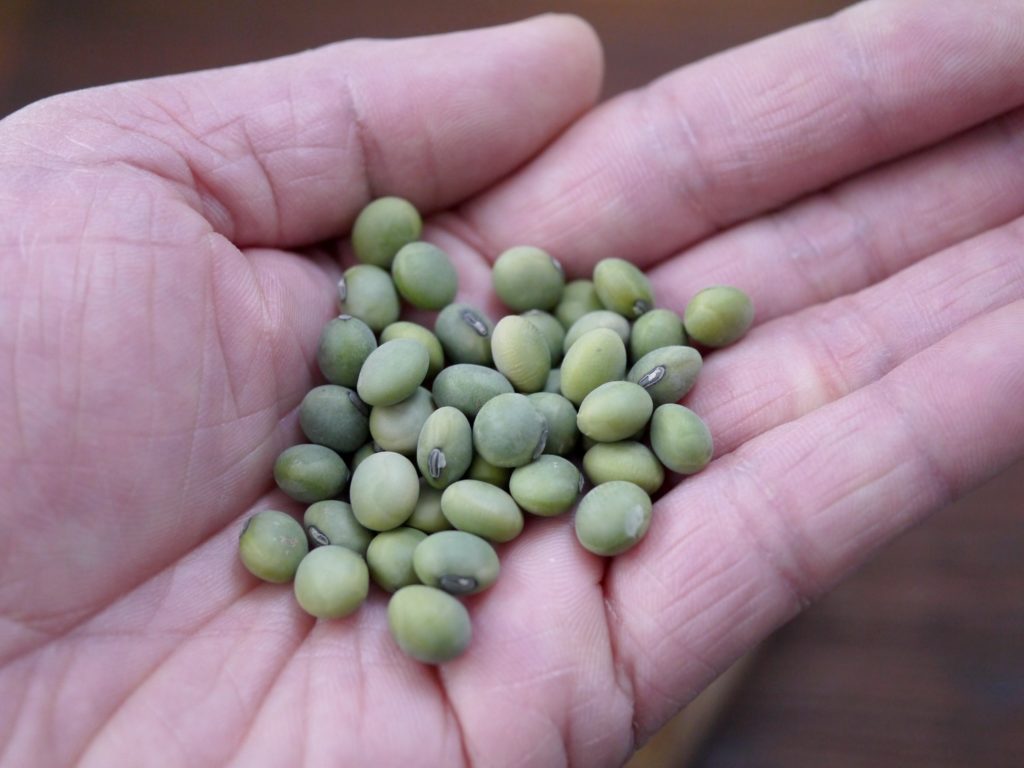 青肌豆 中粒(3kg)