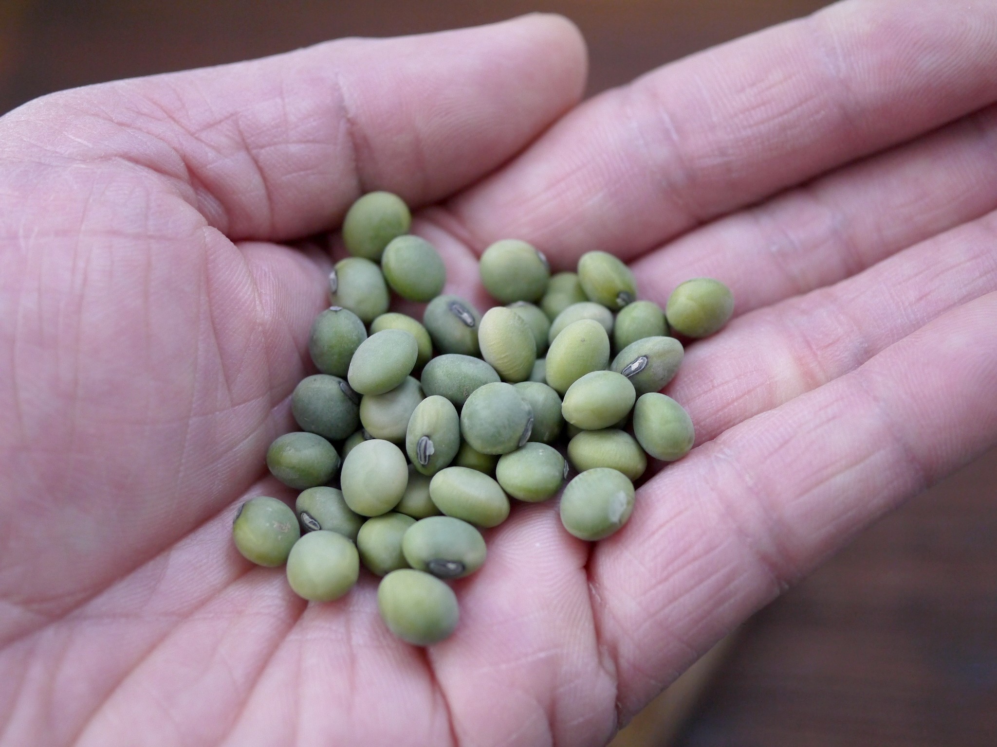 【訳あり】青肌豆 中粒 30kg詰