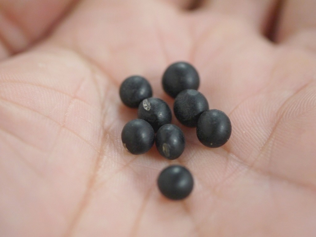 北海道産 黒千石(1kg)