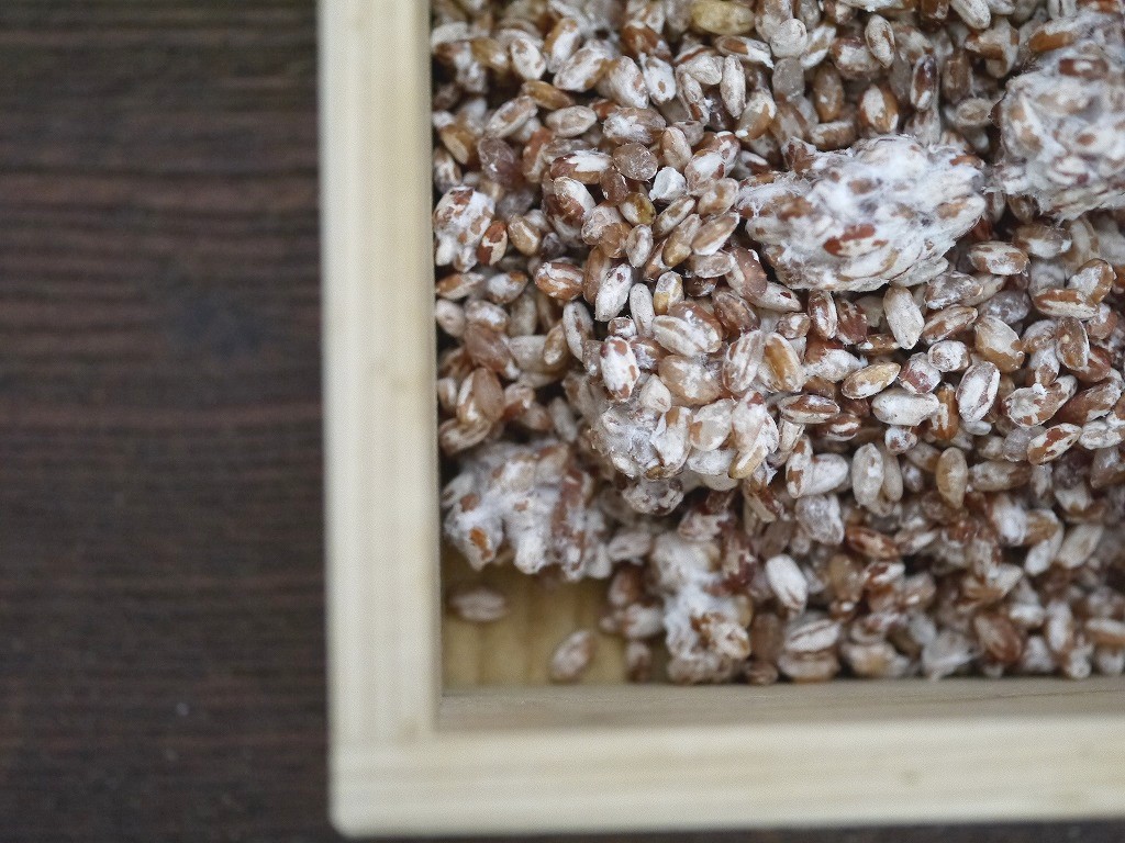 無農薬 有機肥料 赤米麹 生麹（1kg） | おたまや 無添加味噌・甘酒・麹販売