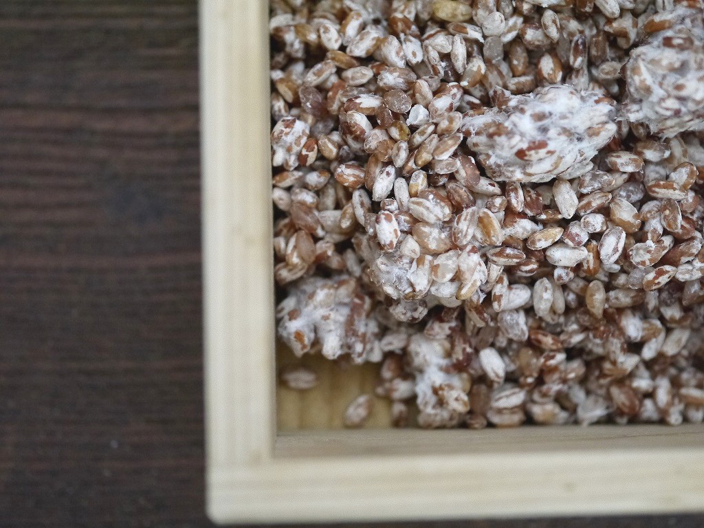 無農薬 有機肥料 赤米麹 生麹(1kg)