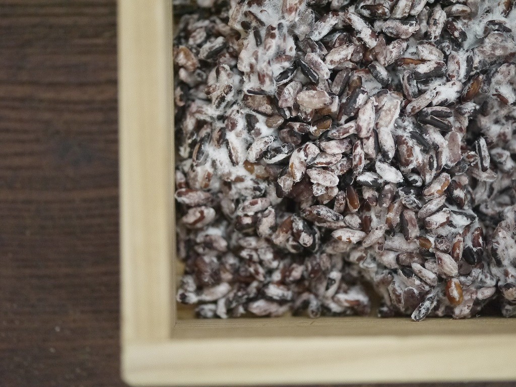 無農薬 有機肥料 黒米麹 生麹（5kg×2個）