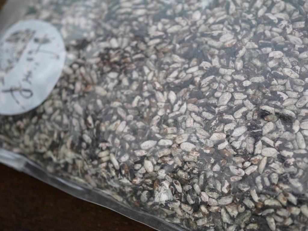 無農薬 有機肥料 乾燥黒麹 乾燥麹 クロ黒麹(600g)