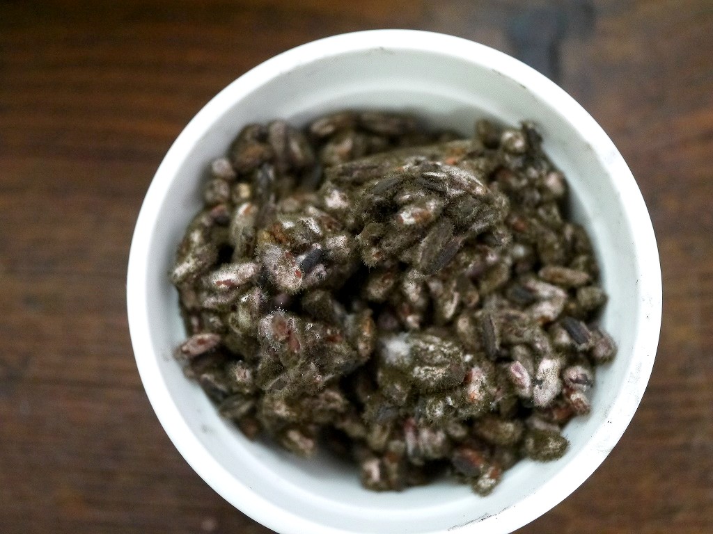 無農薬 有機肥料 黒麹 生麹 クロ黒麹(5kg)