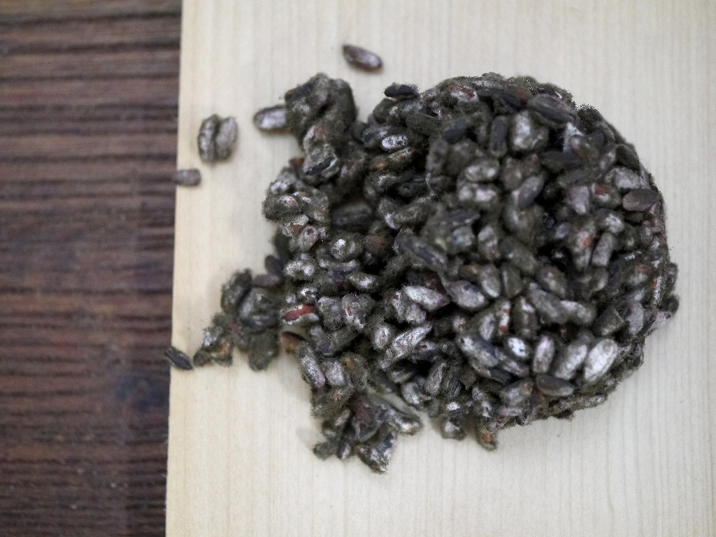 黒麹菌 種麹(5g×3入 )プラスプーン付 kc