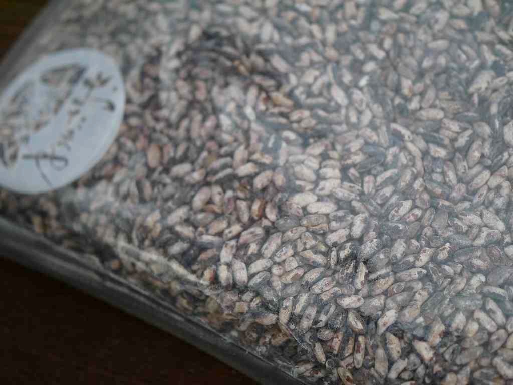 無農薬 有機肥料 乾燥黒米麹 乾燥麹（600g）