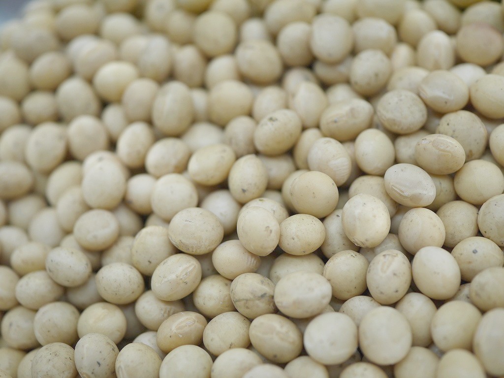 【訳あり】令和3年産 国産 大豆(30kg)合格 納豆 味噌作り 送料無料