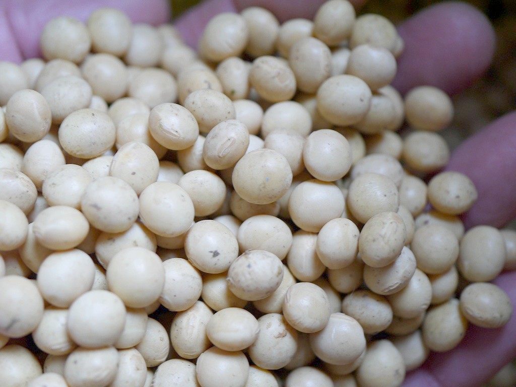 【訳あり】令和3年産 国産 大豆(30kg)合格 納豆 味噌作り 送料無料