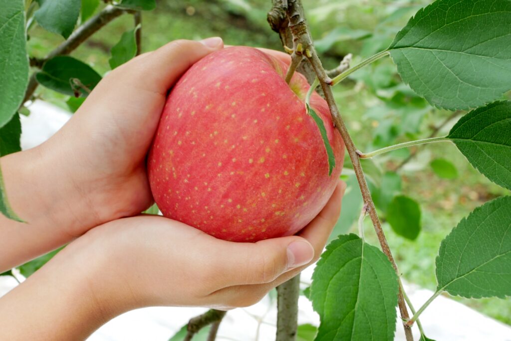りんごパウダー（100g）kc