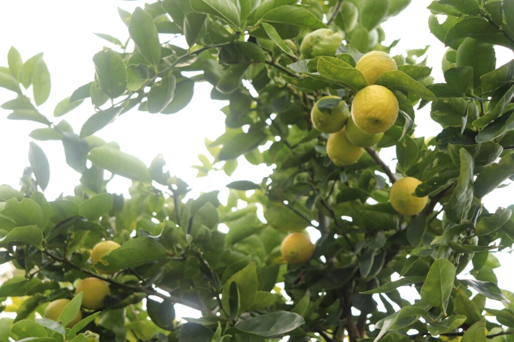 無農薬 純レモン まるごとパウダー（500g）kc